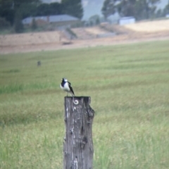 Grallina cyanoleuca at Leeton, NSW - 20 Nov 2021