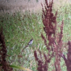 Acrocephalus australis (Australian Reed-Warbler) at Leeton, NSW - 19 Nov 2021 by Darcy