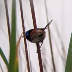 Malurus assimilis (Purple-backed Fairywren) at Leeton, NSW - 20 Nov 2021 by Darcy