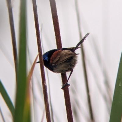 Malurus assimilis (Purple-backed Fairywren) at Leeton, NSW - 19 Nov 2021 by Darcy