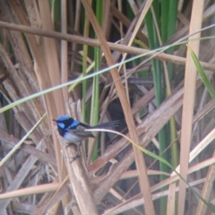 Malurus cyaneus (Superb Fairywren) at Leeton, NSW - 19 Nov 2021 by Darcy