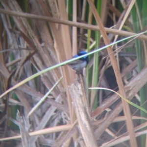 Malurus cyaneus at Leeton, NSW - 20 Nov 2021