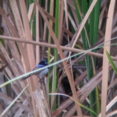 Malurus cyaneus at Leeton, NSW - 20 Nov 2021