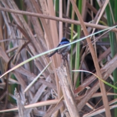 Malurus cyaneus at Leeton, NSW - 20 Nov 2021