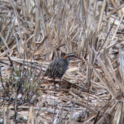 Gallirallus philippensis (Buff-banded Rail) at Leeton, NSW - 19 Nov 2021 by Darcy