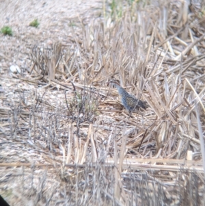 Gallirallus philippensis at Leeton, NSW - 20 Nov 2021