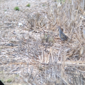 Gallirallus philippensis at Leeton, NSW - 20 Nov 2021