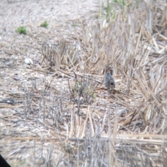 Gallirallus philippensis at Leeton, NSW - 20 Nov 2021