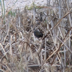 Gallirallus philippensis at Leeton, NSW - 20 Nov 2021