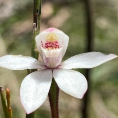 Caladenia alpina (Mountain Caps) at Paddys River, ACT - 18 Nov 2021 by AJB