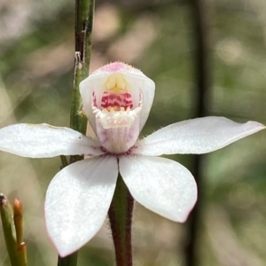 Caladenia alpina at Paddys River, ACT - 18 Nov 2021