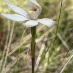 Caladenia alpina at Paddys River, ACT - suppressed