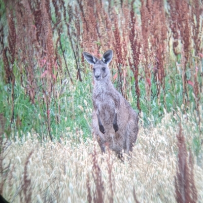 Macropus giganteus (Eastern Grey Kangaroo) at Leeton, NSW - 19 Nov 2021 by Darcy