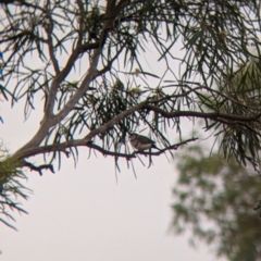 Stizoptera bichenovii (Double-barred Finch) at Leeton, NSW - 19 Nov 2021 by Darcy