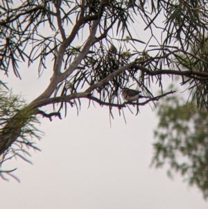 Stizoptera bichenovii at Leeton, NSW - 20 Nov 2021