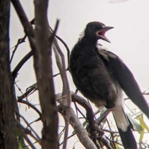 Gymnorhina tibicen at Leeton, NSW - 20 Nov 2021