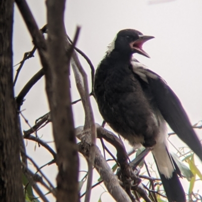 Gymnorhina tibicen (Australian Magpie) at Leeton, NSW - 20 Nov 2021 by Darcy