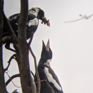 Gymnorhina tibicen at Leeton, NSW - 20 Nov 2021