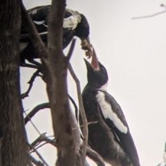 Gymnorhina tibicen at Leeton, NSW - 20 Nov 2021