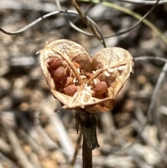 Wurmbea dioica subsp. dioica (Early Nancy) at Stromlo, ACT - 17 Nov 2021 by AJB