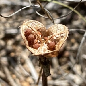 Wurmbea dioica subsp. dioica at Stromlo, ACT - 17 Nov 2021