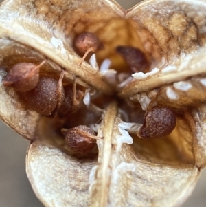 Wurmbea dioica subsp. dioica at Stromlo, ACT - suppressed