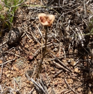 Wurmbea dioica subsp. dioica at Stromlo, ACT - 17 Nov 2021