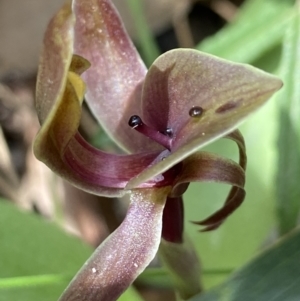 Chiloglottis valida at Tennent, ACT - suppressed