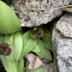 Chiloglottis valida at Tennent, ACT - 18 Nov 2021