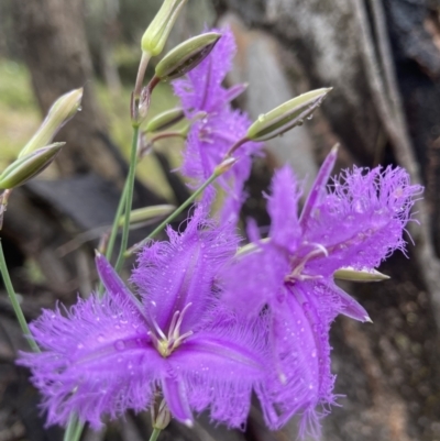 Thysanotus tuberosus (Common Fringe-lily) at Stromlo, ACT - 20 Nov 2021 by AJB