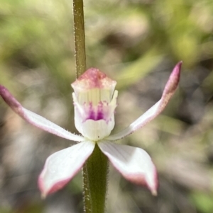 Caladenia moschata at Cotter River, ACT - suppressed