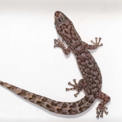 Christinus marmoratus (Southern Marbled Gecko) at Evatt, ACT - 17 Nov 2021 by TimL