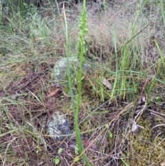 Microtis unifolia at Stromlo, ACT - 20 Nov 2021