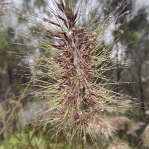 Austrostipa densiflora at Stromlo, ACT - 20 Nov 2021 11:08 AM