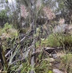 Austrostipa densiflora at Stromlo, ACT - 20 Nov 2021 11:08 AM