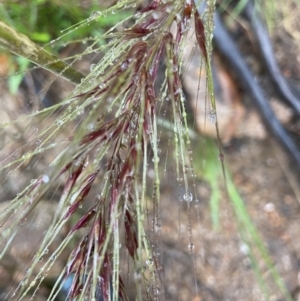 Austrostipa densiflora at Stromlo, ACT - 20 Nov 2021 11:08 AM