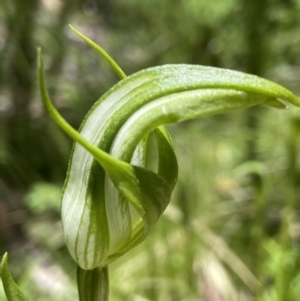 Pterostylis monticola at Paddys River, ACT - suppressed