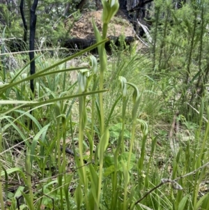 Pterostylis monticola at Paddys River, ACT - suppressed