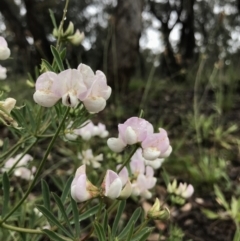 Lotus australis at Yarralumla, ACT - 20 Nov 2021