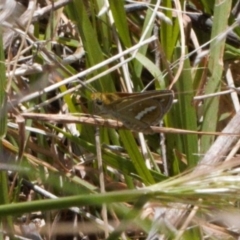 Taractrocera papyria (White-banded Grass-dart) at Wanniassa Hill - 2 Nov 2021 by RAllen