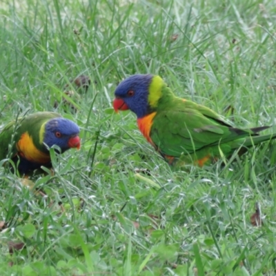 Trichoglossus moluccanus (Rainbow Lorikeet) at Macarthur, ACT - 18 Nov 2021 by RodDeb