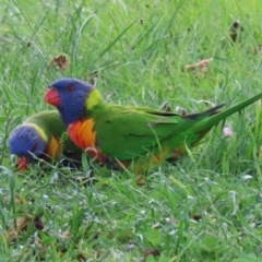 Trichoglossus moluccanus at Macarthur, ACT - 18 Nov 2021