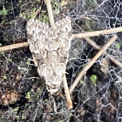 Nola pleurosema (Plain Tuft-moth) at Lake Tuggeranong - 20 Nov 2021 by SteveBorkowskis