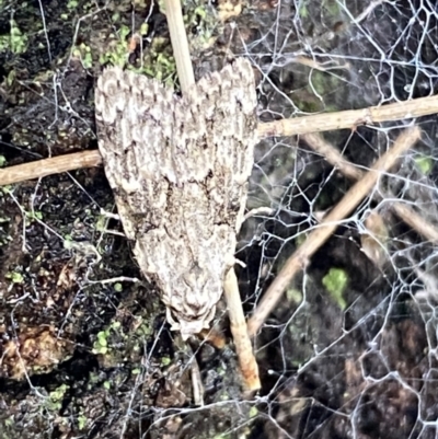 Nola pleurosema (Plain Tuft-moth) at Lake Tuggeranong - 20 Nov 2021 by SteveBorkowskis