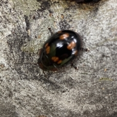 Paropsisterna beata (Blessed Leaf Beetle) at Greenway, ACT - 20 Nov 2021 by Steve_Bok