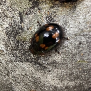 Paropsisterna beata at Greenway, ACT - 20 Nov 2021 02:32 PM