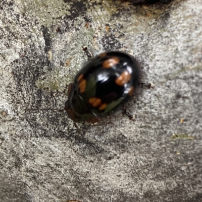 Paropsisterna beata (Blessed Leaf Beetle) at Greenway, ACT - 20 Nov 2021 by SteveBorkowskis