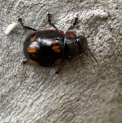 Paropsisterna beata at Greenway, ACT - 20 Nov 2021 02:32 PM