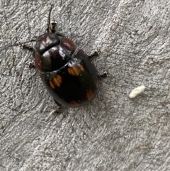 Paropsisterna beata at Greenway, ACT - 20 Nov 2021 02:32 PM