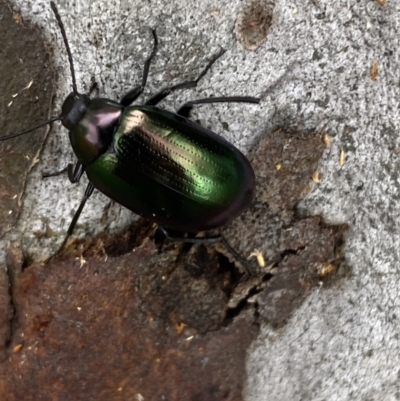 Chalcopteroides columbinus (Rainbow darkling beetle) at Greenway, ACT - 20 Nov 2021 by Steve_Bok